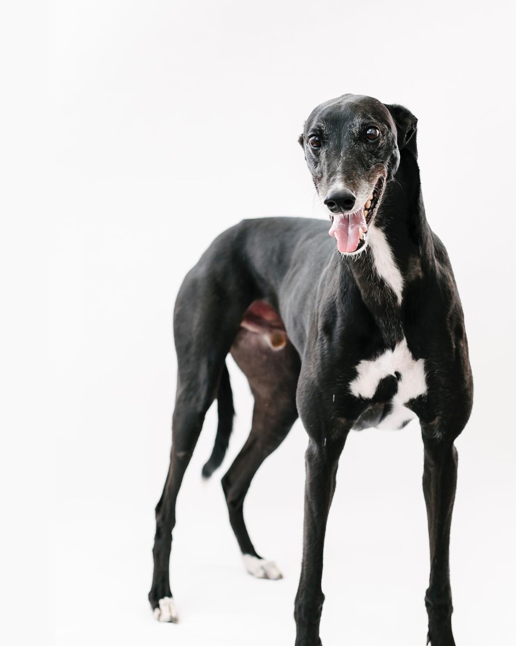 Independent Greyhound Welfare advocacy in South Australia