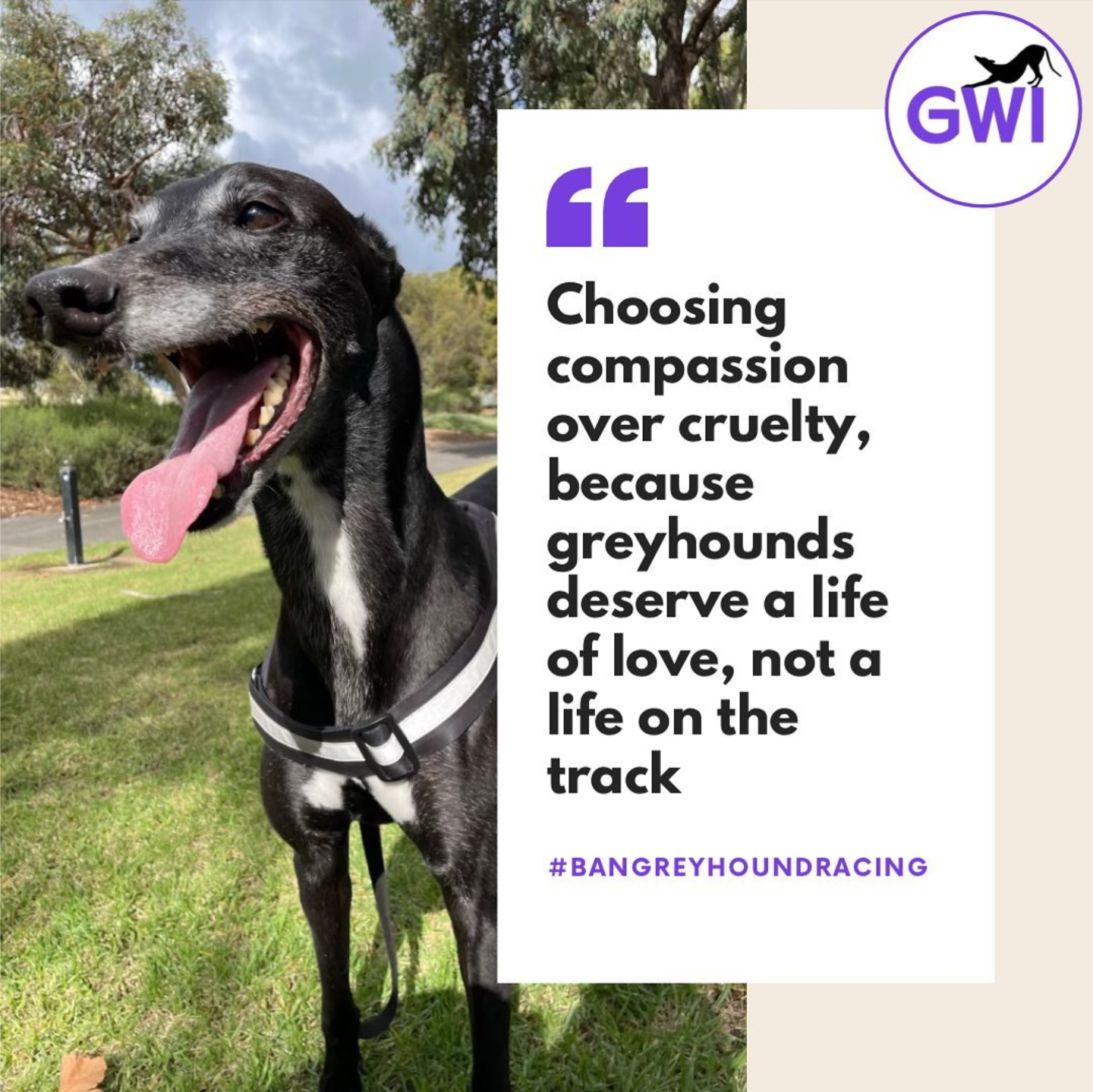 Independent Greyhound Welfare advocacy Greyhound Welfare Initiative